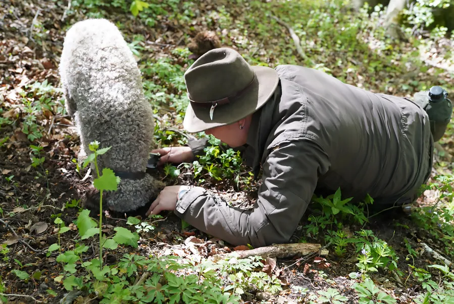 Truffle hunter and dog searching the forest floor in Istria