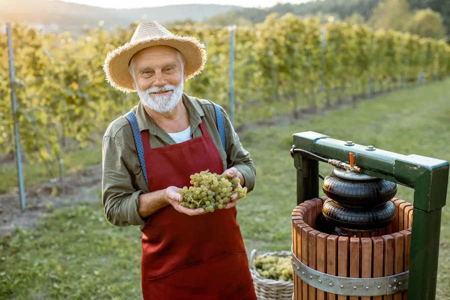 Smiling senior winemaker holding grapes in his vineyard